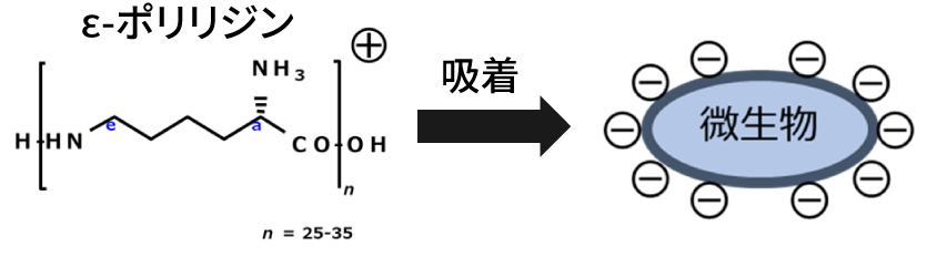 ポリリジンの作用メカニズムイメージ