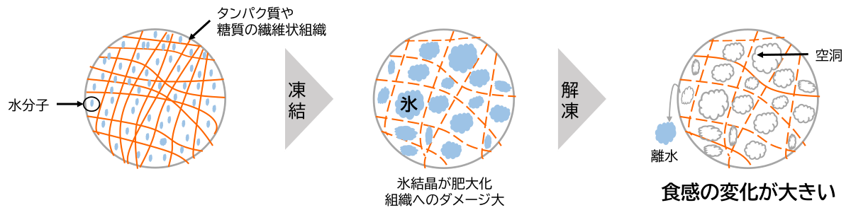 冷凍による劣化のメカニズム